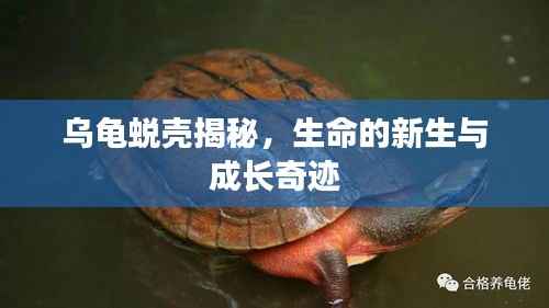 乌龟蜕壳揭秘，生命的新生与成长奇迹