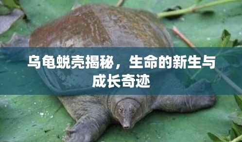 乌龟蜕壳揭秘,生命的新生与成长奇迹