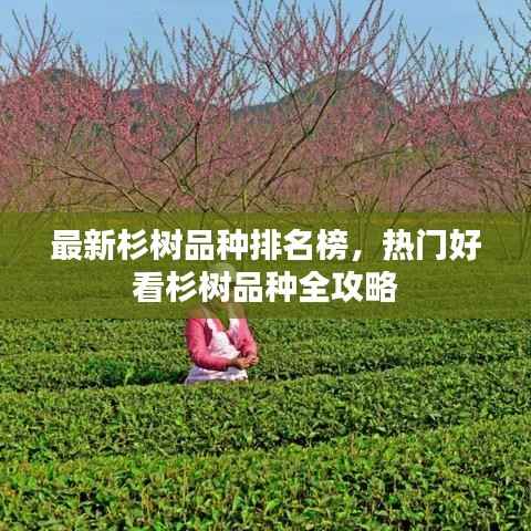 最新杉树品种排名榜,热门好看杉树品种全攻略