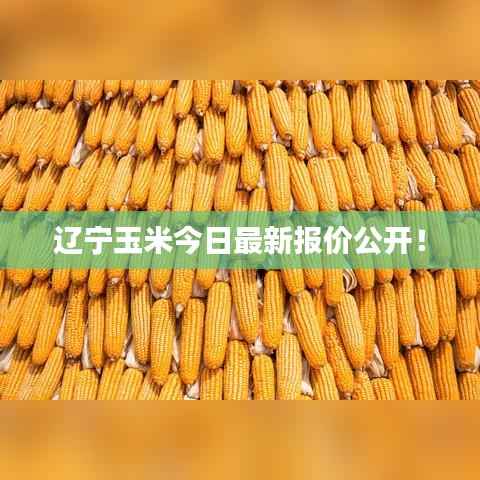 辽宁玉米今日最新报价公开!